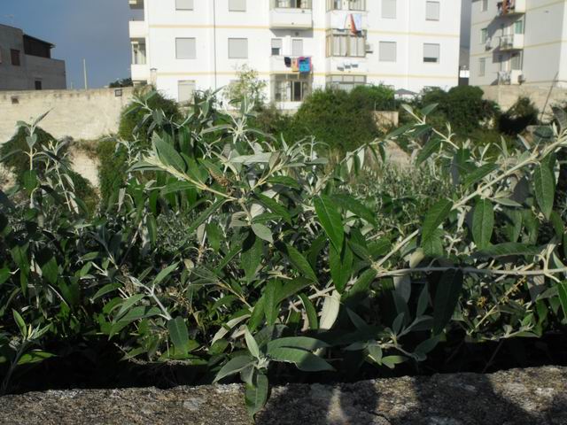 Buddleja sp.